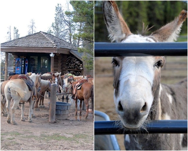 Mountain Horse Ride with Vail Stables 