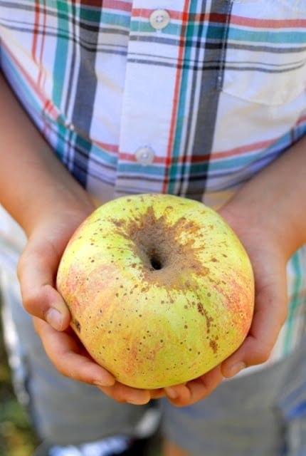 Big fall apple in little hands 