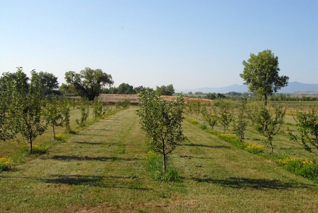 Apple trees at Ya Ya Farm Colorado 