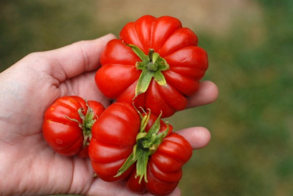 Tomatoes in a hand