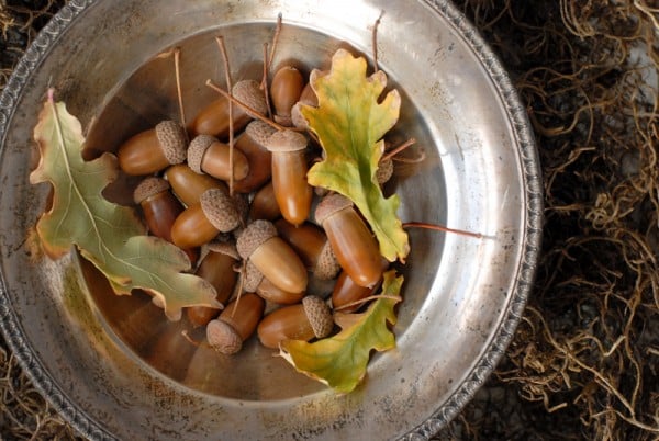 A metal bowl filled with acorns
