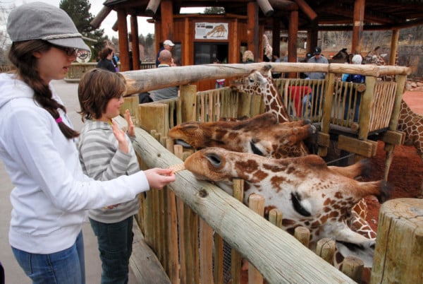 Cheyenne Mountain Zoo giraffe feeding