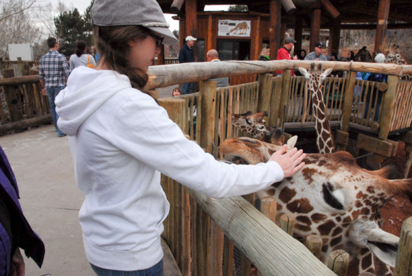 Feeding giraffes at Cheyenne Mountain Zoo 