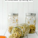Growing Sprouts and Homemade Sprouting Jars title (three jars of sprouts)