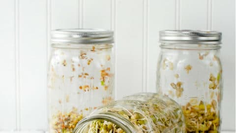 Mason Jar - 20L Clear – Sprout Home