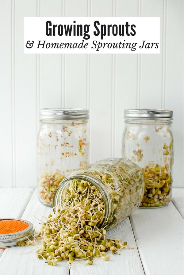 Growing Sprouts and Homemade Sprouting Jars title (three jars of sprouts)