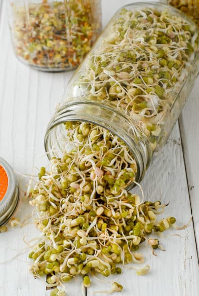 Growing Sprouts & DIY Sprouting Jars Tutorial | BoulderLocavore.com