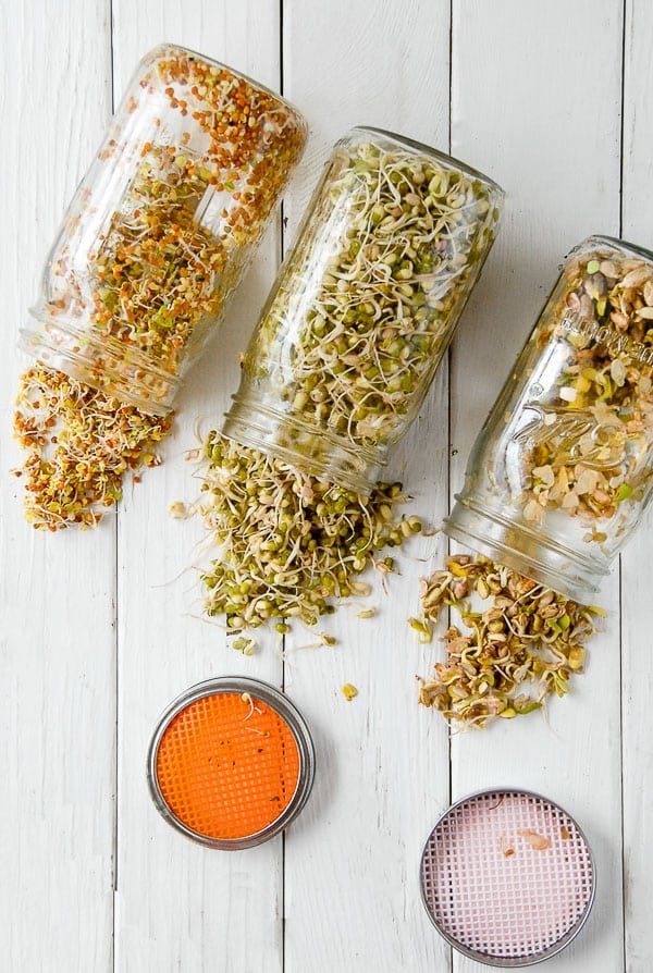 three jars of homegrown sprouts