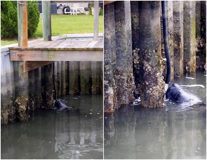 West Indian Manatee drinking fresh water 