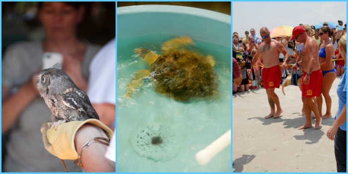 Marine Science Center Ponce Inlet FL 