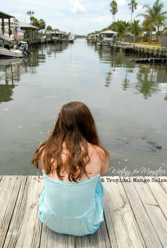 person sitting on a dock watching manatees