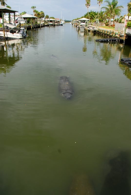West Indian Manatee - Ponce Inlet Florida 