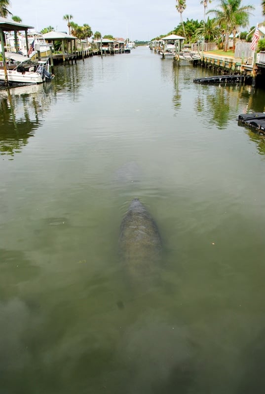 West Indian Manatee - Ponce Inlet Florida