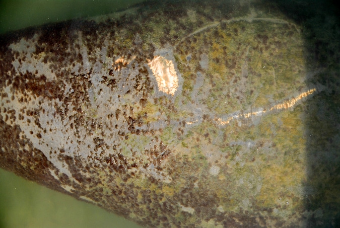 West Indian Manatee back-scars - Ponce Inlet Florida