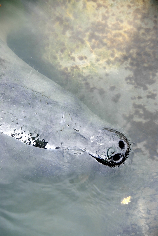 West Indian Manatee head - Ponce Inlet Florida