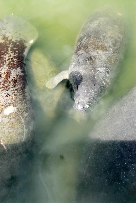 West Indian Manatee with babies - Ponce Inlet Florida