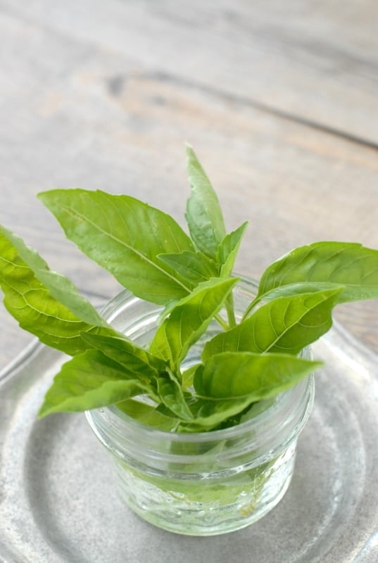 Fresh Basil in jar