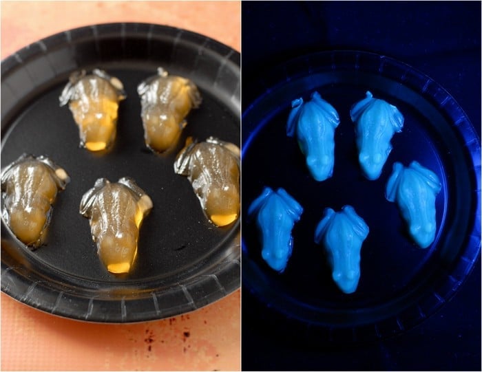 Glowing Candy Corn Vodka Jello Frogs (shots)