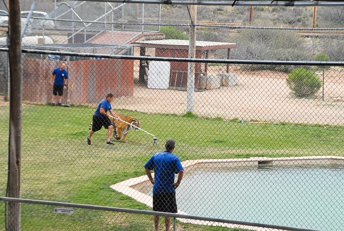 Tiger Splash Out of Africa Park 