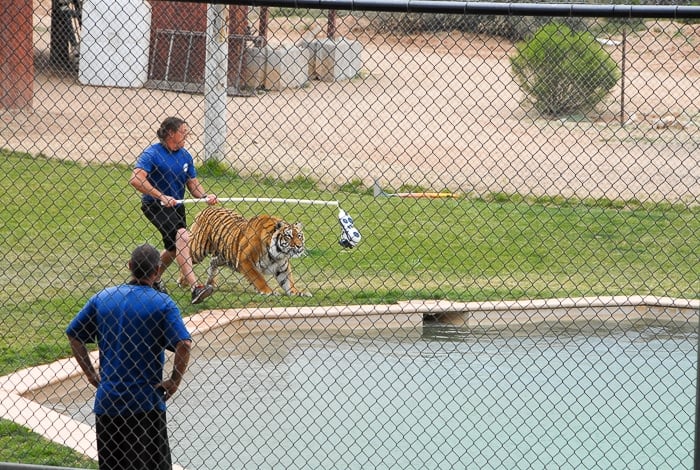 Tiger Splash Out of Africa Park 