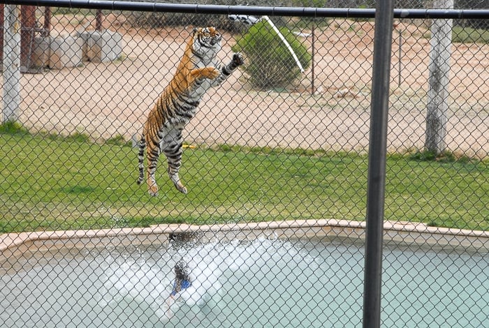 Tiger Splash Out of Africa Park