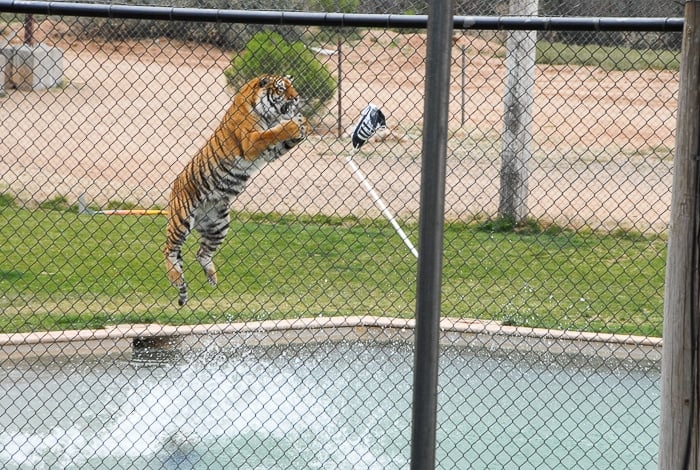 Tiger Splash Out of Africa Park jumping 