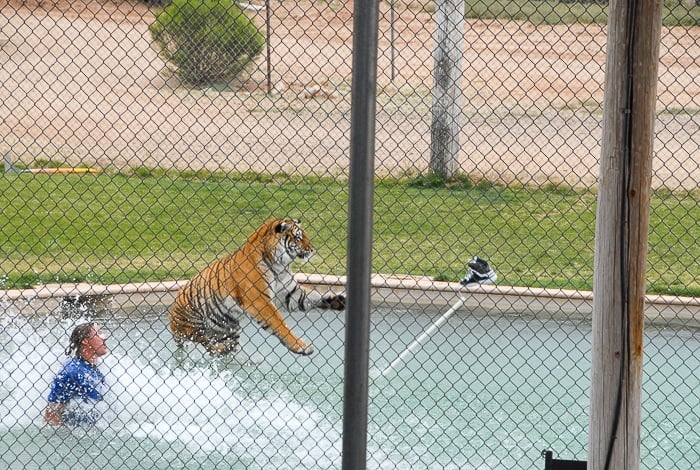 Tiger Splash Out of Africa Park in pool