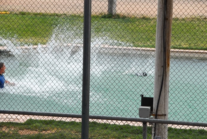 Tiger Splash Out of Africa Park Under water