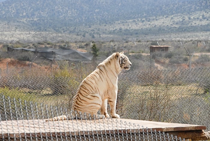 White Tiger Out of Africa Park