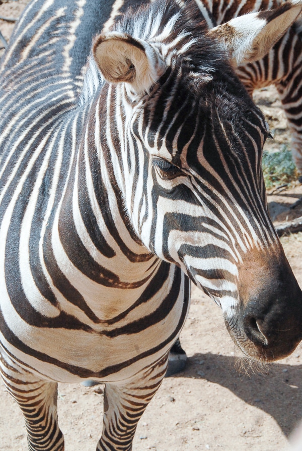 Zebra Out of Africa Park 