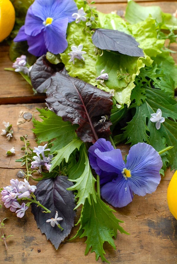 Fresh spring lettuce, greens and edible flowers