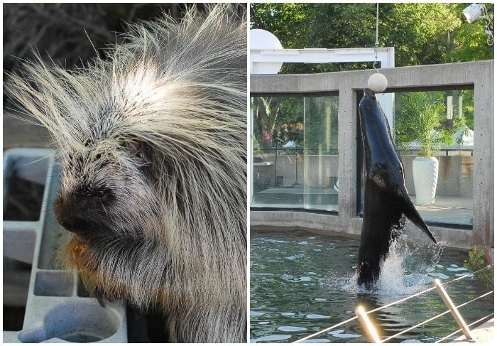 Do at the Denver Zoo Animals Seal and porcupine