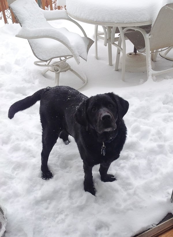 A dog that is standing in the snow