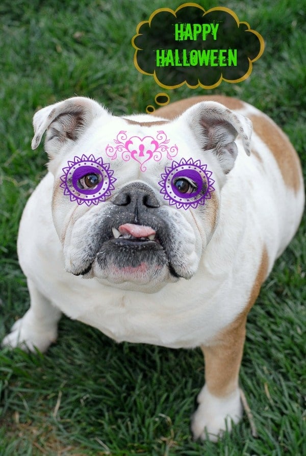 Lola the English Bulldog Halloween 