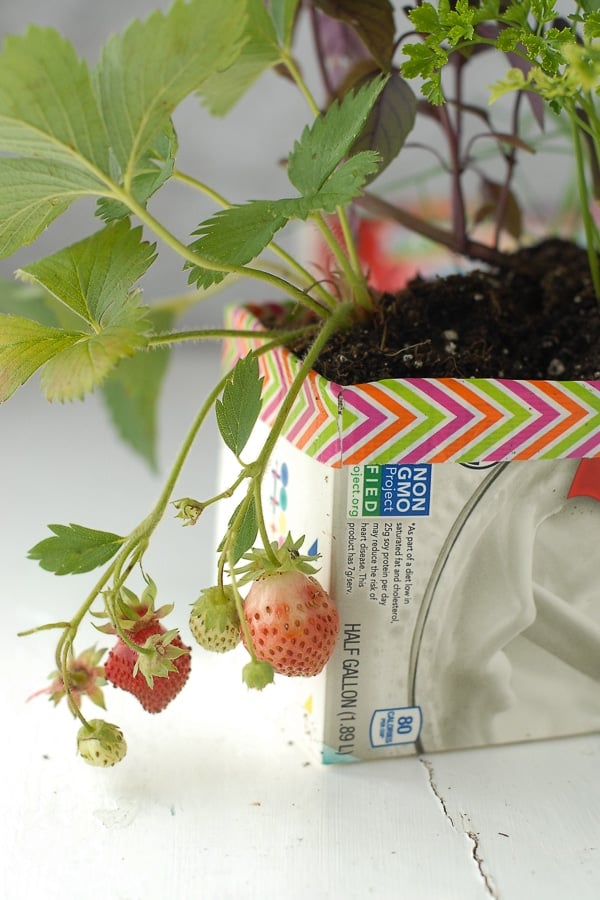 Milk Carton Herb Gardens - Strawberries 