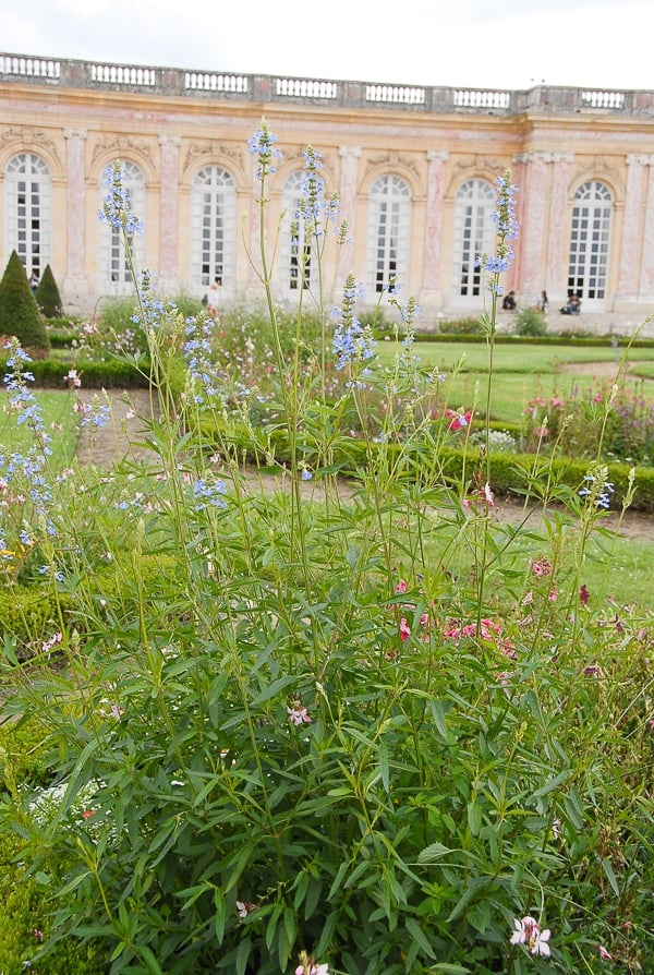 The Grand Trianon Versailles garden