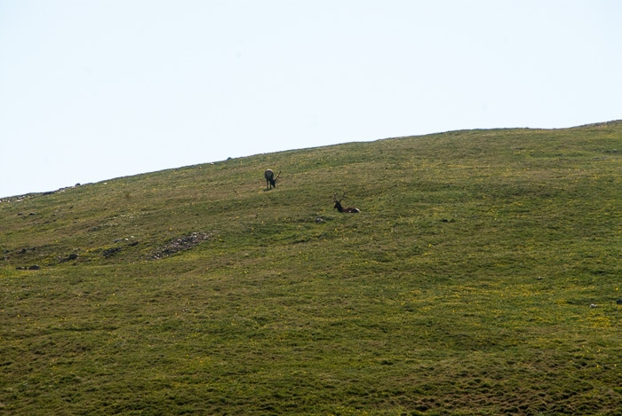 2 Bull Elk - Rocky Mtn Natl Park 