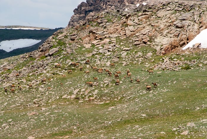 Female Elk and babies at Trail Ridge Road Rocky Mtn Natl Park 