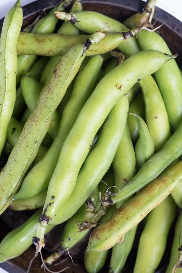 Fava Beans closeup