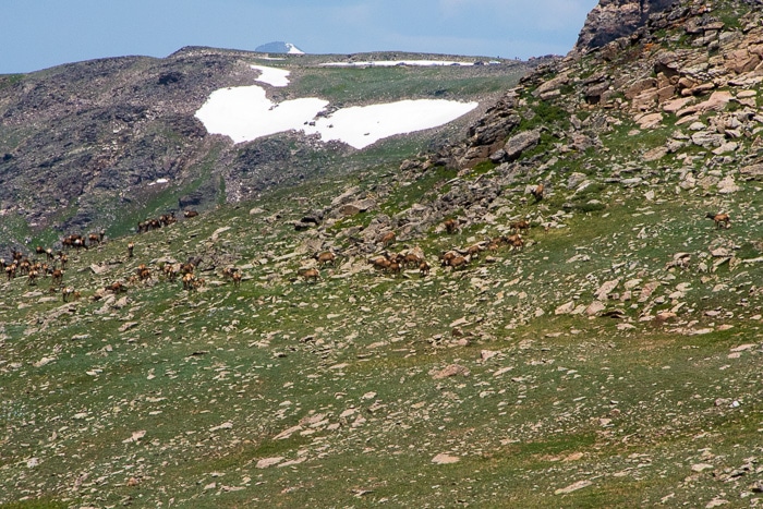 Herd of female elk and babies - Rocky Mtn Natl Park 