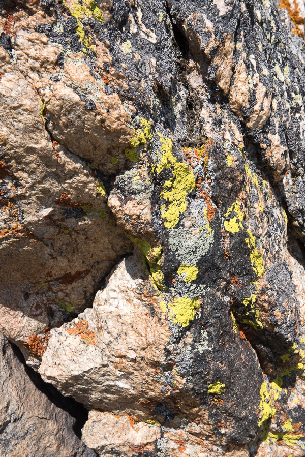 Lichen Trail Ridge Road - Rocky Mtn Natl Park 