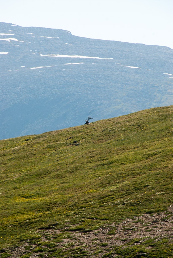 Lone Bull Elk - Rocky Mtn Natl Park 