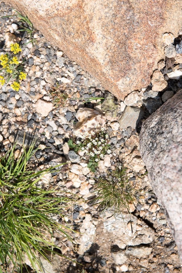Trail Ridge Road alpine wildflowers - Rocky Mtn Natl Park 
