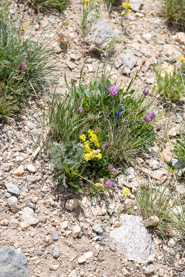 Trail Ridge Road alpine wildflowers - Rocky Mtn Natl Park 