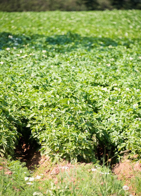 PEI Potato Crop 