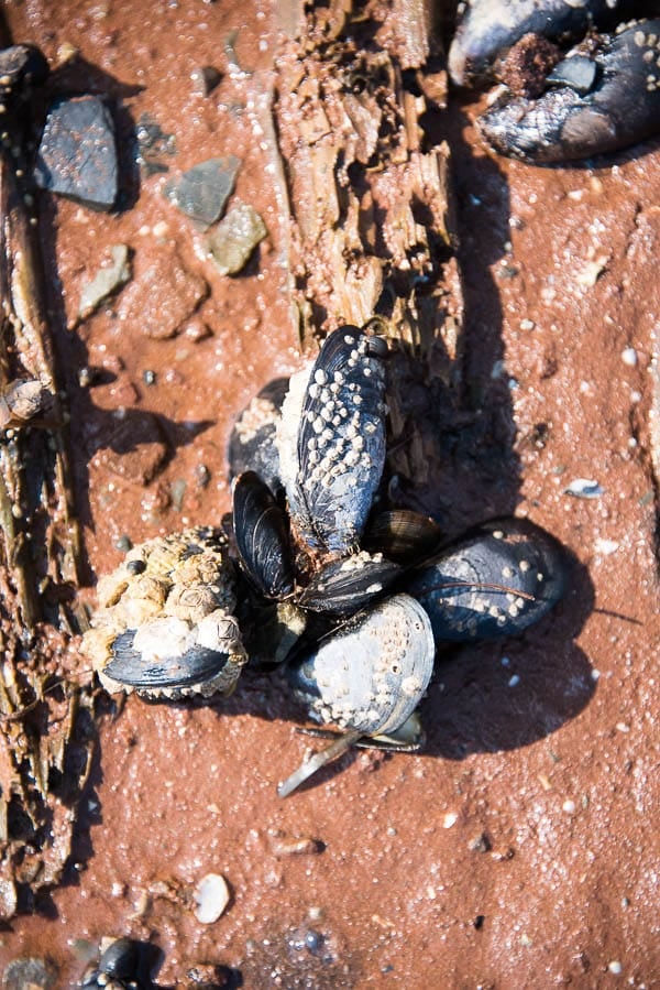 Victoria by the Sea Prince Edward Island Mussels