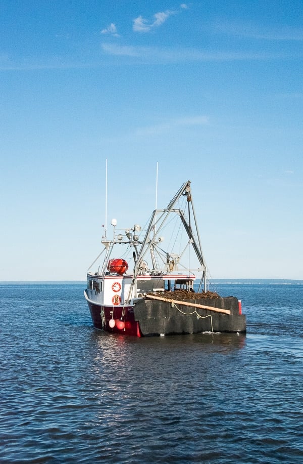 Bay of Fundy,scallop boat 