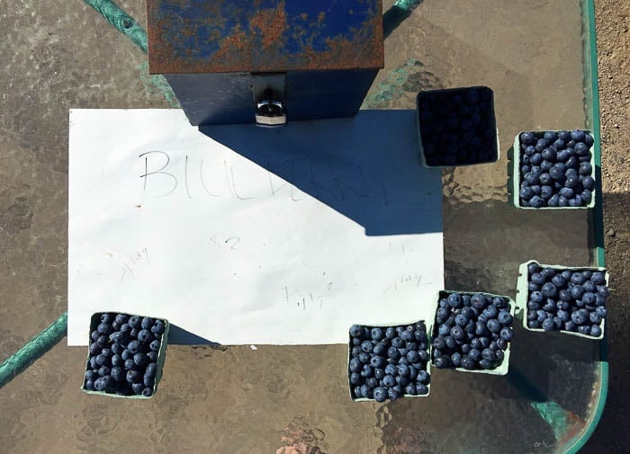 Nova Scotia, Annapolis, Wild Blueberries at road side stand