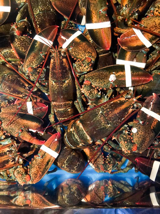 Nova Scotia, Digby, Lobsters in tank