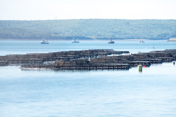 Nova Scotia, Digby, Salmon farming